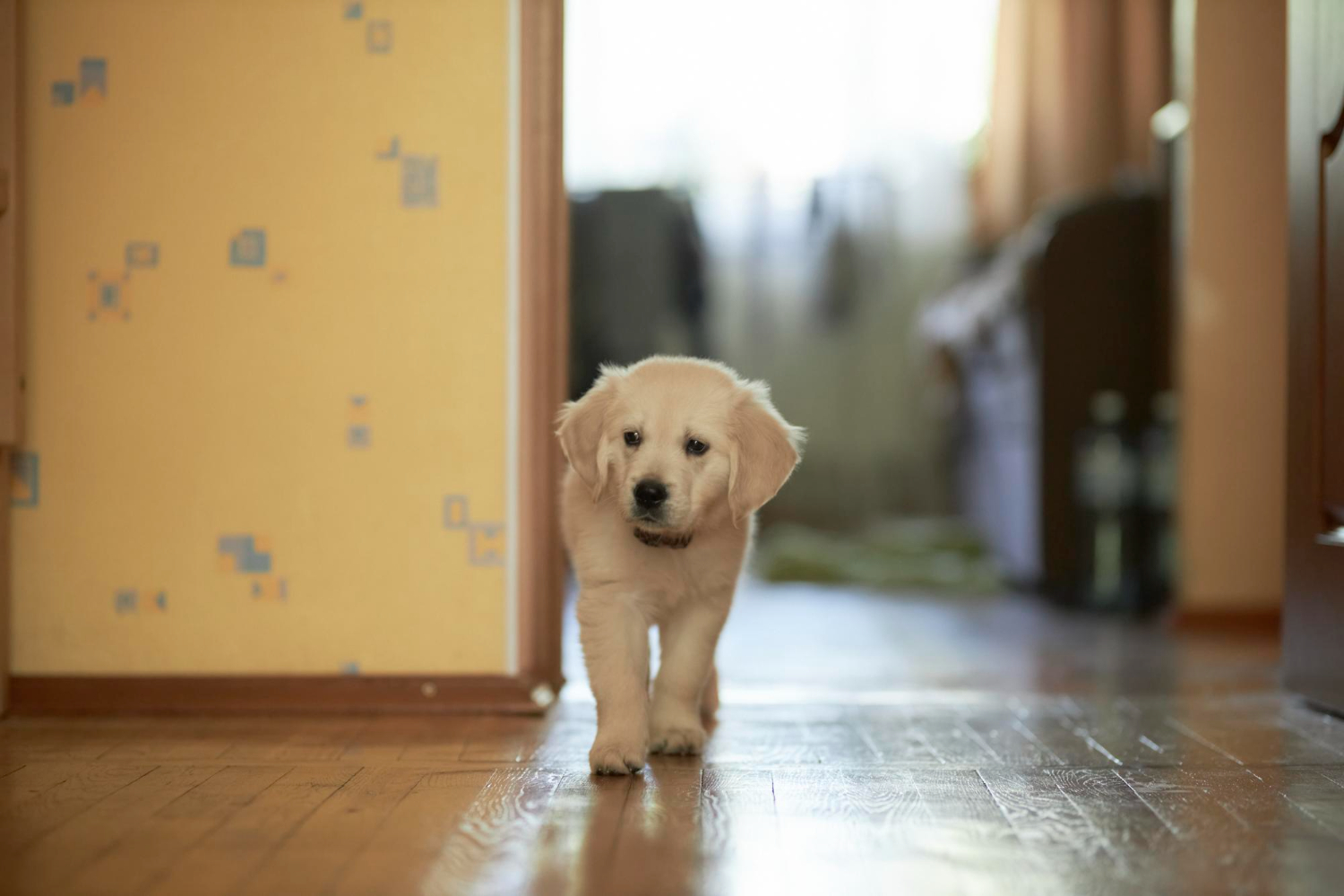 Accogliere un cucciolo cosa cambia davvero nella tua vita