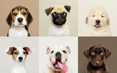 Come scegliere il cucciolo giusto per te (prima ancora della razza)