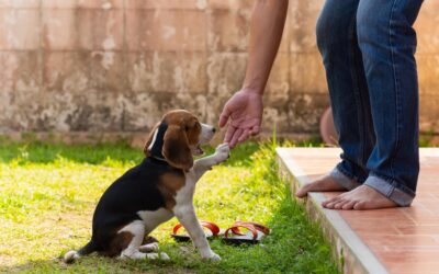 Educazione e socializzazione nel cucciolo: le basi che fanno la differenza