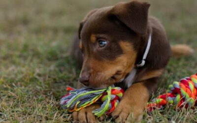 Gioco, attività e libertà per il cucciolo: molto più che “farlo stancare”