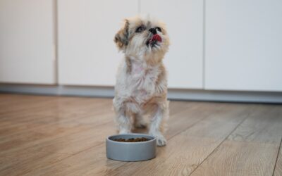 Salute e alimentazione del cucciolo: le basi del benessere quotidiano