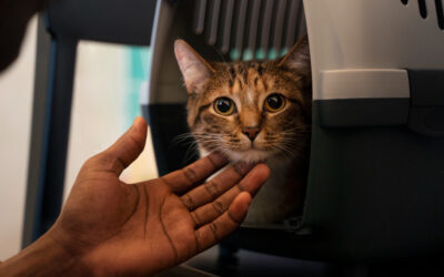 L’adozione consapevole del gatto