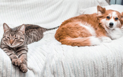 La convivenza tra gatto e cane