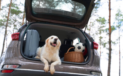Depressione post vacanza nel cane. Consigli per riconoscerla e prevenirla