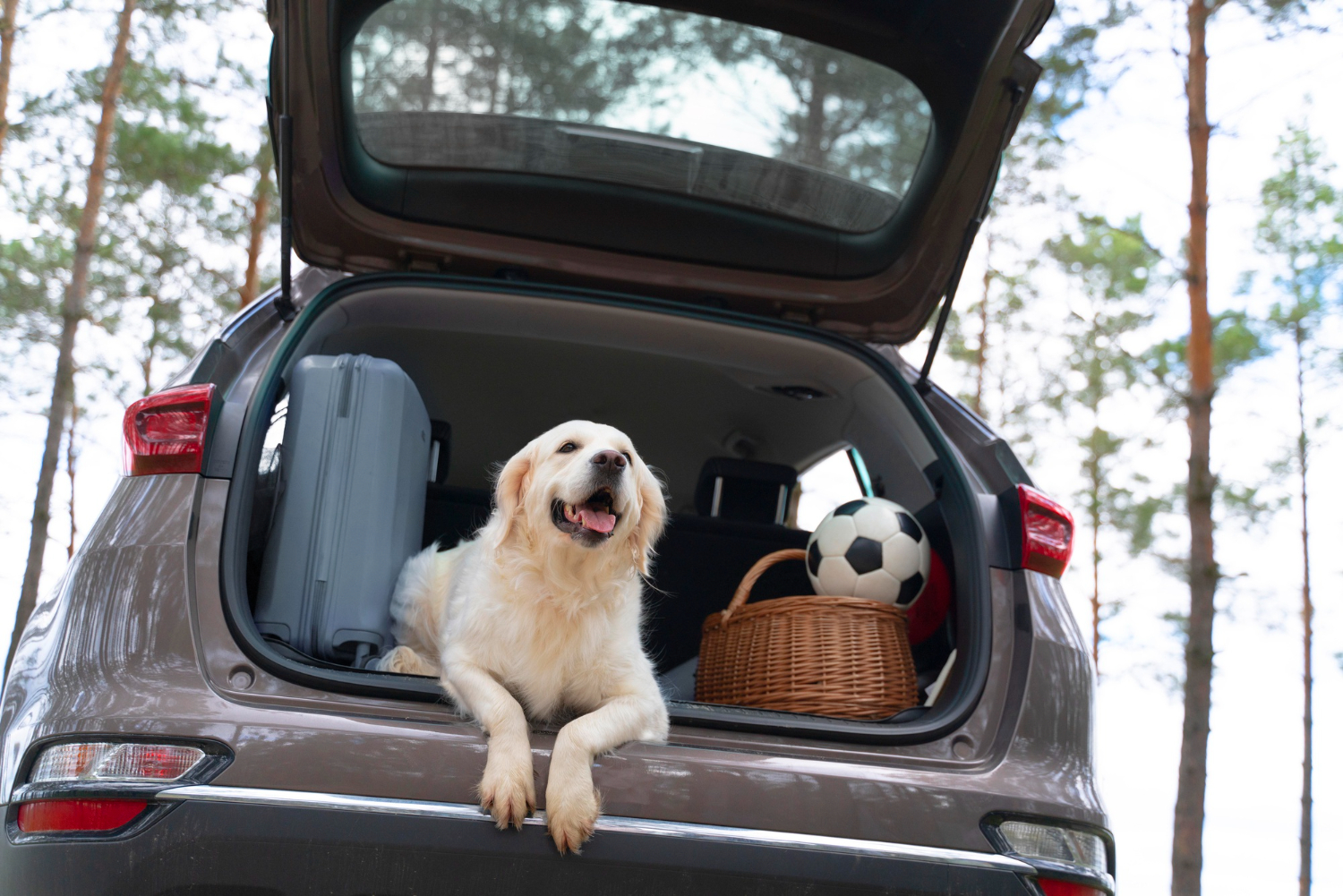 Depressione post vacanza nel cane. Consigli per riconoscerla e prevenirla