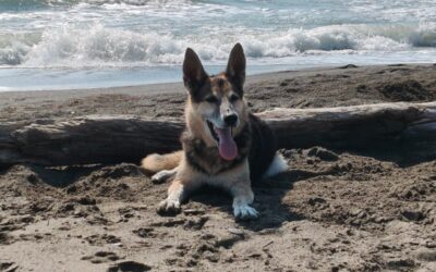 5 consigli per goderti la spiaggia libera con il tuo cane (senza stress)